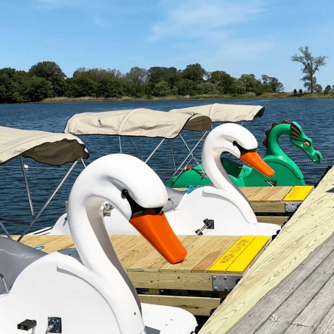 Swan-shaped pedal boats docked on a calm lake. White with orange beaks, beige canopies. A green dragon boat nearby. Lush trees, clear sky.